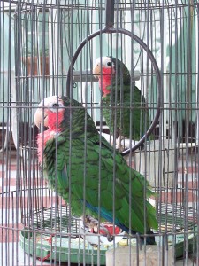 Les phobies de nos perroquets : l'hyper-attachement à la cage (causes et symptômes)
