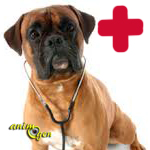 Santé : l'hépatite canine infectieuse, ou hépatite de Rubarth (causes, symptômes, traitement, prévention)
