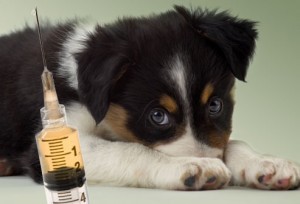 Santé : l'hépatite canine infectieuse, ou hépatite de Rubarth (causes, symptômes, traitement, prévention)