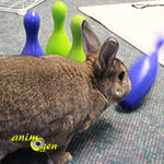 5 idées d'activités pour faire jouer nos lapins