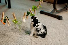 5 idées d'activités pour faire jouer nos lapins