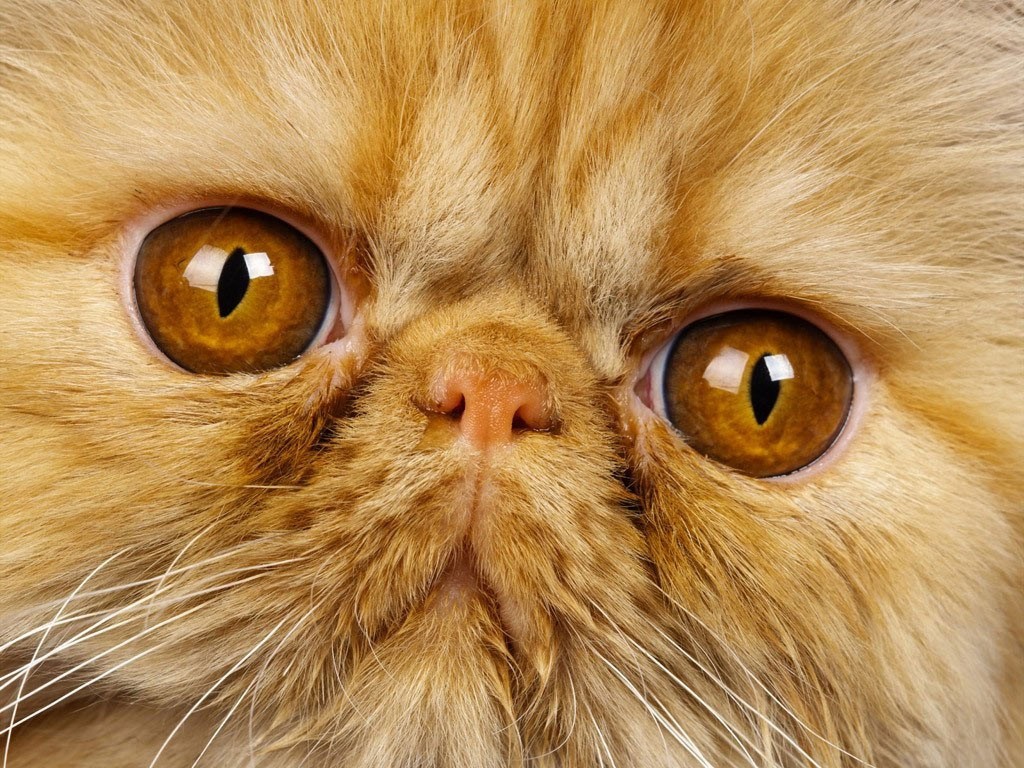 L'élevage de races de chats déformées est-il contraire à l'éthique ?