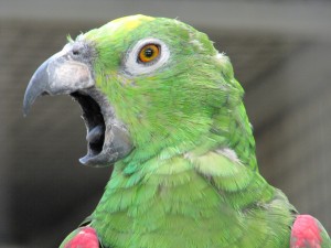 Le comportement agressif des perroquets de compagnie