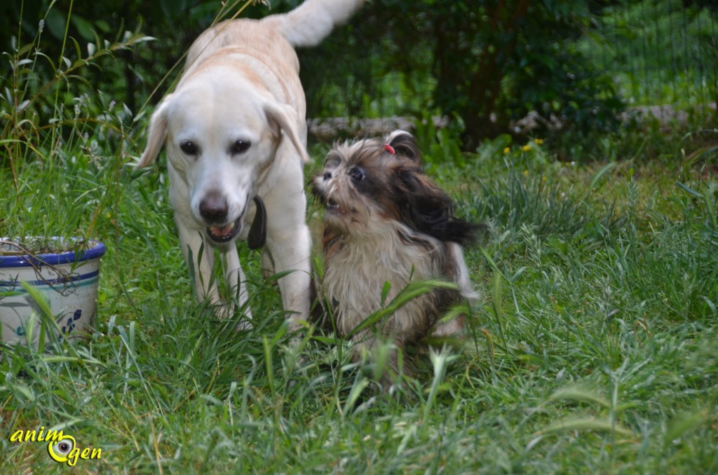 Education canine : comment prévenir les comportements indésirables ?