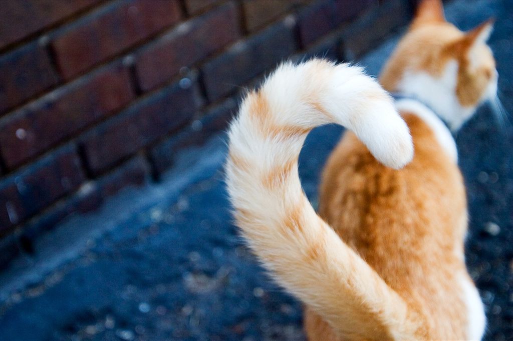 Quel est le rôle de la queue chez les chats ? animOgen