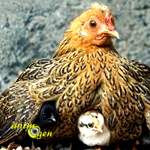 Comportement : la poule et ses poussins, une relation complexe