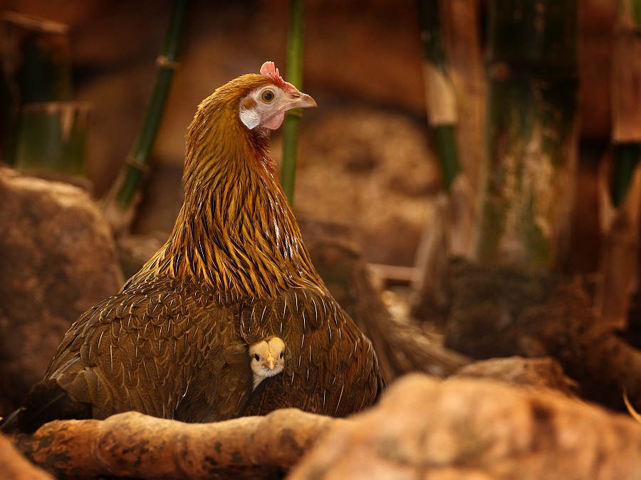 Comportement : la poule et ses poussins, une relation complexe