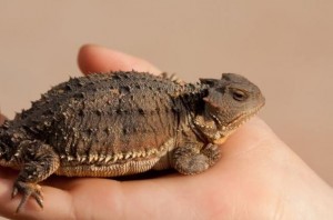 Santé : la salmonellose chez les reptiles et amphibiens (risques, conséquences, prévention)