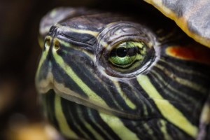 Santé : la salmonellose chez les reptiles et amphibiens (risques, conséquences, prévention)