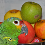 Alimentation : quelle variété de pomme nos perroquets préfèrent-ils ?