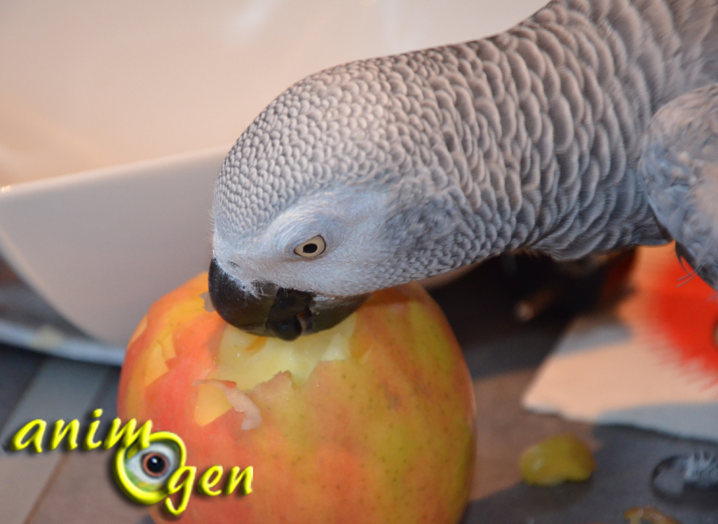 Alimentation : quelle variété de pomme nos perroquets préfèrent-ils ?