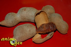 Alimentation : les délices du tamarin pour nos perroquets