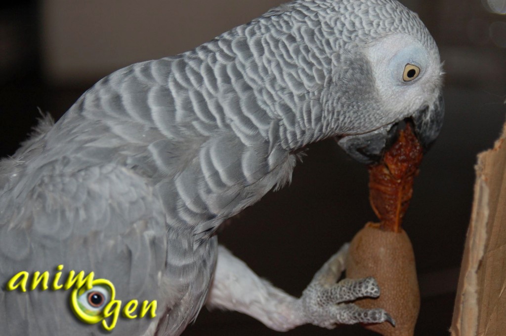 Alimentation : les délices du tamarin pour nos perroquets