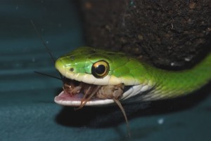 La couleuvre rugueuse, Opheodrys aestivus (alimentation, maintenance, reproduction)