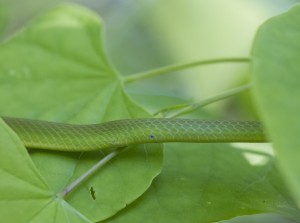 La couleuvre rugueuse, Opheodrys aestivus (alimentation, maintenance, reproduction)