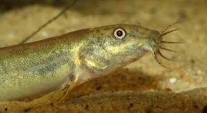 La loche, une précieuse alliée de nos aquariums d'eau douce