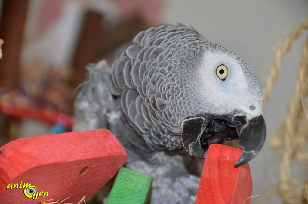 Jouet pour perroquet : fabriquez un oiseau de paradis (tutoriel, test, avis, prix)