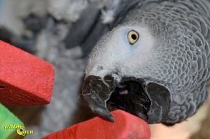 Jouet pour perroquet : fabriquez un oiseau de paradis (tutoriel, test, avis, prix)