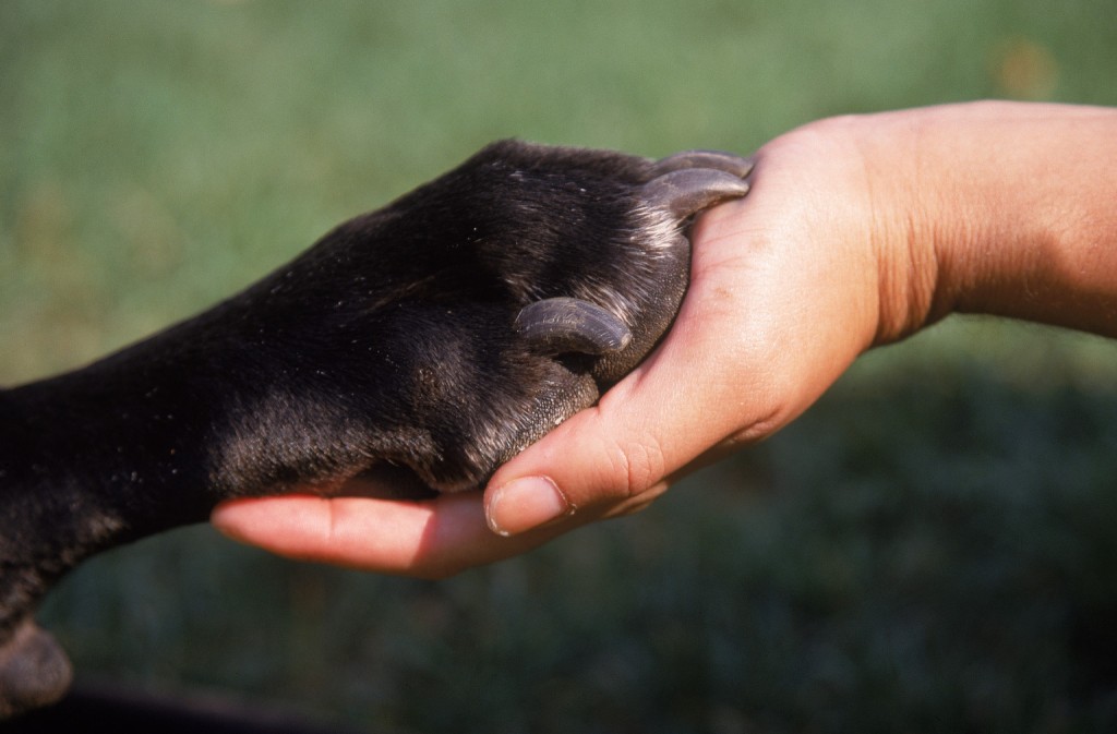 Comportement : la relation avec leur maître nuit-elle aux facultés de nos chiens ?