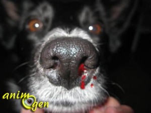 Santé : le saignement de nez chez le chien (causes, symptômes, traitement)