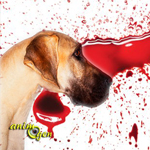 Santé : le saignement de nez chez le chien (causes, symptômes, traitement)