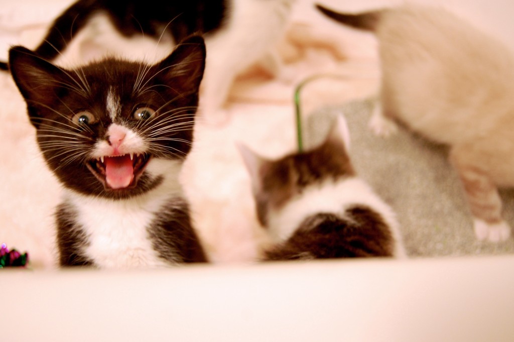 Education : adopter un chaton souffrant d'un manque de socialisation, un contrat de confiance