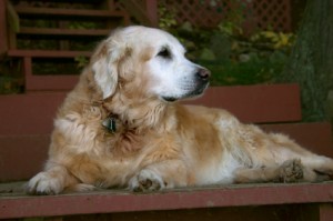 Comment connaître l'âge de nos chiens en années humaines ?