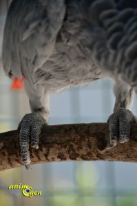 Santé : lorsque taper du pied devient un problème chez nos perroquets