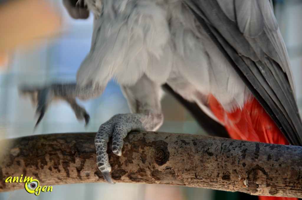 Santé : lorsque taper du pied devient un problème chez nos perroquets