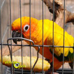 Les phobies de nos perroquets : l'hyper-attachement à la cage (solutions)