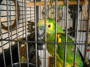 Les phobies de nos perroquets : l'hyper-attachement à la cage (solutions)