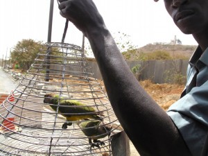 Un trafic international de perroquets démantelé à Dakar