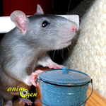 Comportement : le rôle du marquage urinaire chez le rat