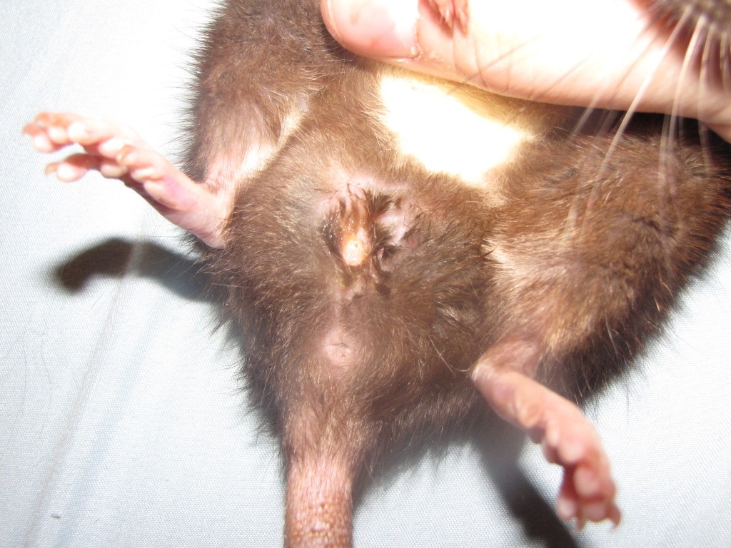Comportement : le rôle du marquage urinaire chez le rat