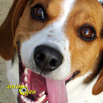 Le Beagle (origines, caractère, éducation)