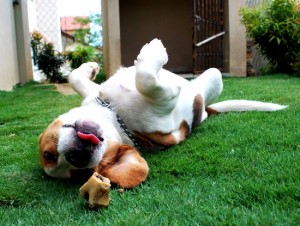 Le Beagle (origines, caractère, éducation)