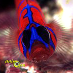 Le gobie rouge à rayures bleues, gobie de Catalina ou Lythrypnus dalli (alimentation, comportement, reproduction)