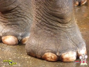 La souris et l'éléphant, un tandem de choc
