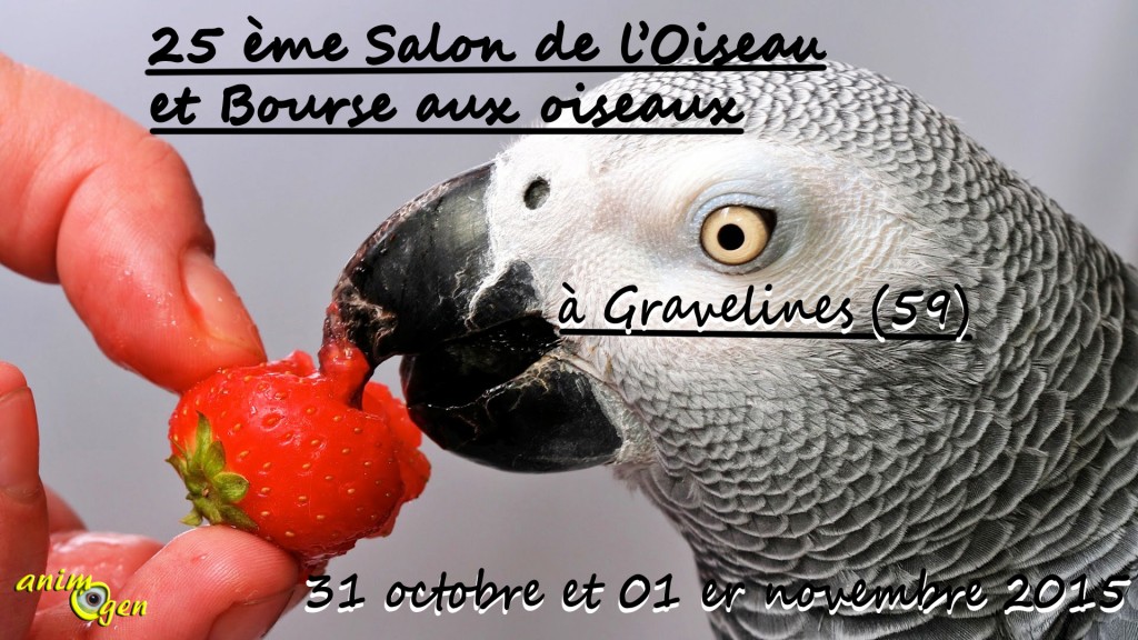 25 ème Salon de l’Oiseau et Bourse aux oiseaux à Gravelines (59), du samedi 31 octobre au dimanche 01 er novembre 2015