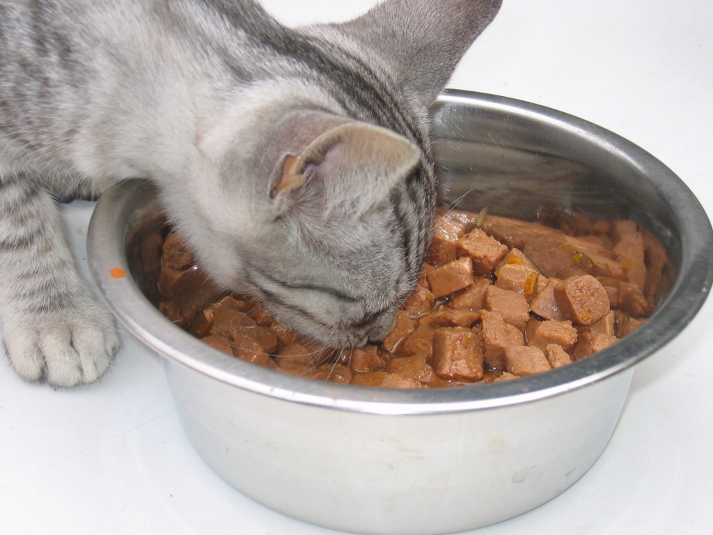 Quelle quantité de nourriture faut-il donner à nos chats ?