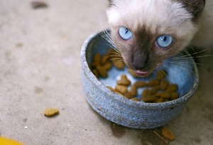 Quelle quantité de nourriture faut-il donner à nos chats ?