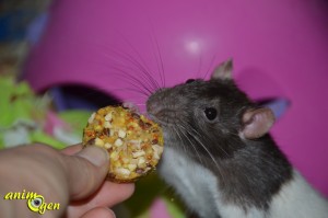 friandise-cookie-JR-Farmalimentation-céréale-fruit-sec-complément-rat-gerbille-rongeur-lapin-test-avis-prix-nac-animal-animaux-compagnie-animogen-6