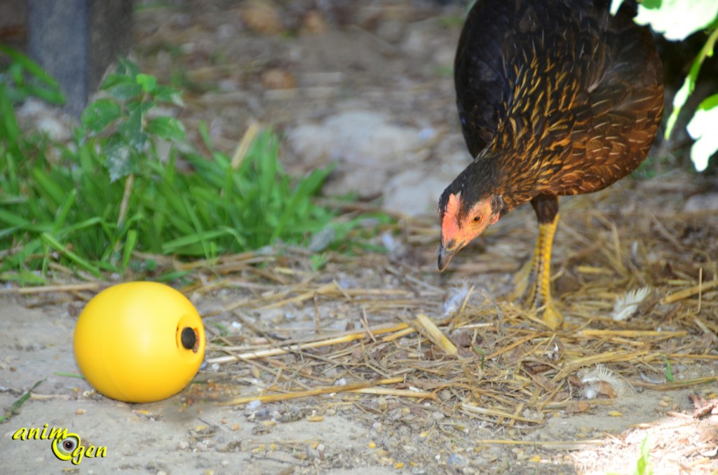 Jouet : balle de foraging pour poules, Savic (test, avis, prix)