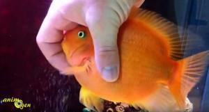 Les massages de Roland Giroux sur son poisson perroquet