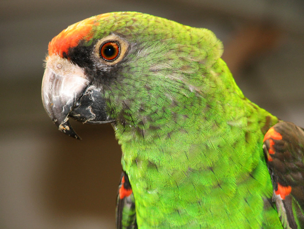 Le perroquet de Jardine, ou perroquet à calotte rouge (Poicephalus gulielmi)