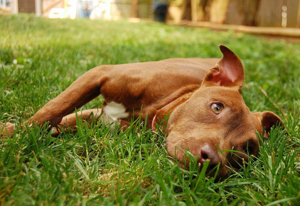 Education et comportement : le Pitbull, coupable ou bouc émissaire ?