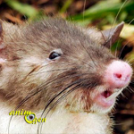 Hyorhinomys stuempkei, la découverte du rat à nez de cochon