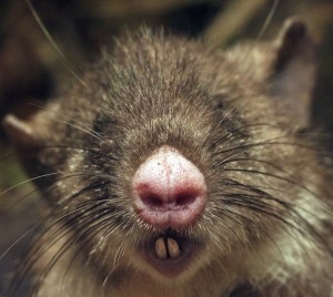 Hyorhinomys stuempkei, la découverte du rat à nez de cochon