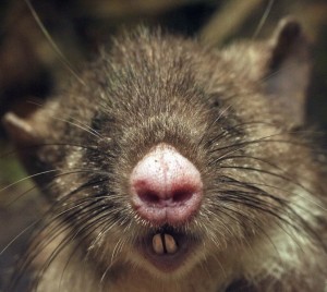 Hyorhinomys stuempkei, la découverte du rat à nez de cochon