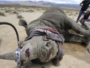 Les cornes de rhinocéros empoisonnent le gagne-pain des trafiquants